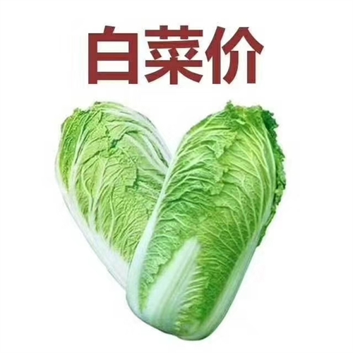 今日包菜价格行情更新